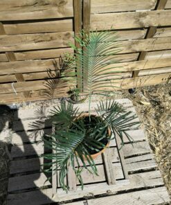 Cycas arnhemica greffé sur C. revoluta