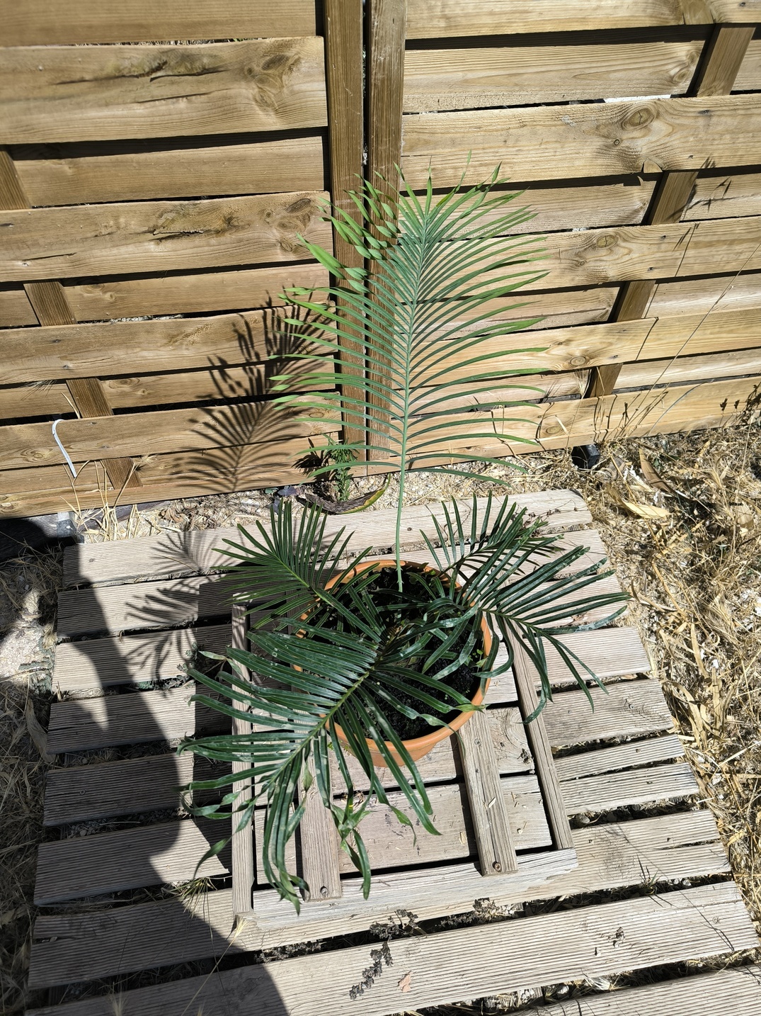 Cycas arnhemica greffé sur C. revoluta