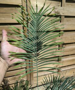 Alternative view of Cycas arnhemica greffé sur C. revoluta