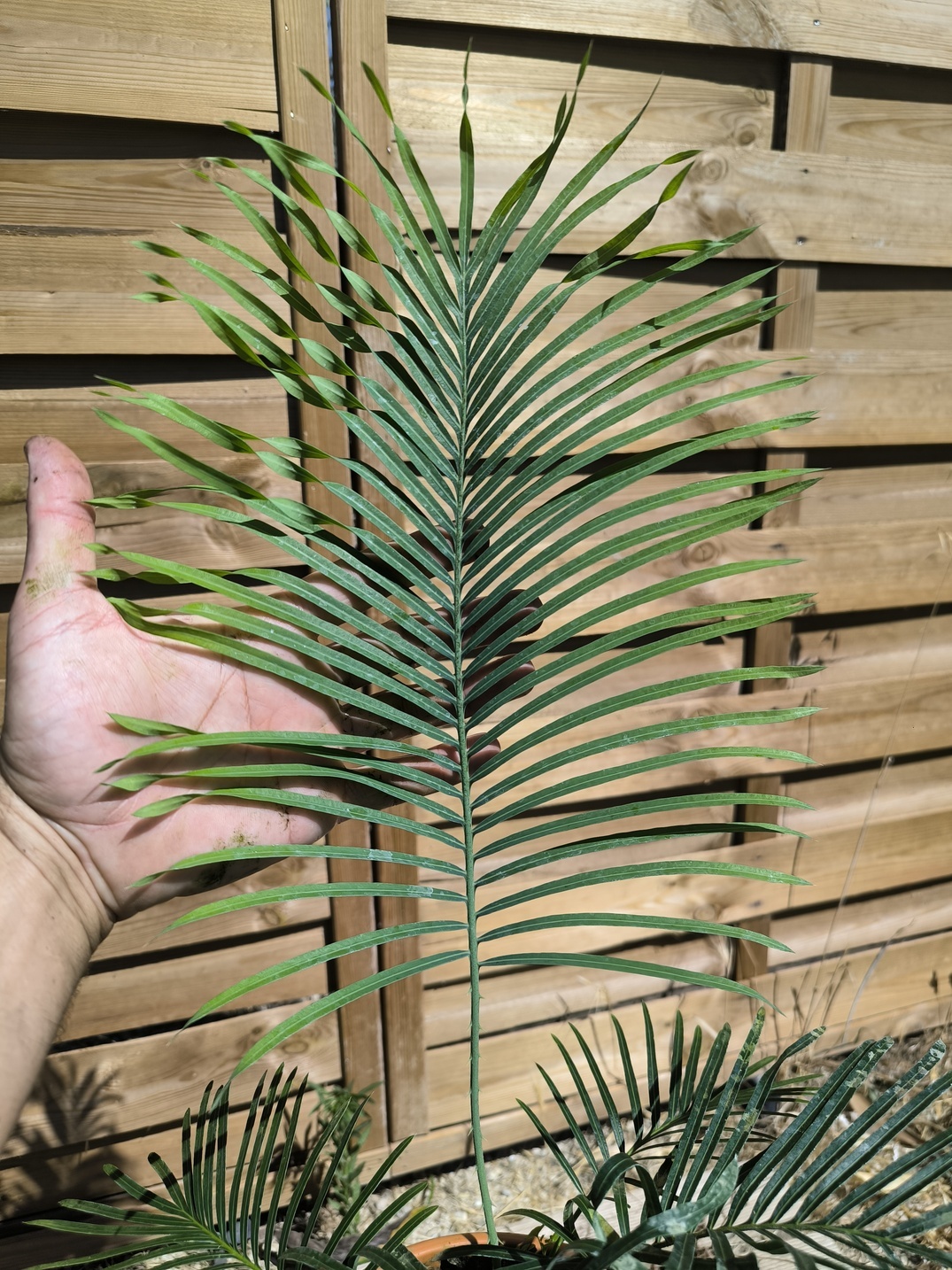 Cycas arnhemica greffé sur C. revoluta – Image 2