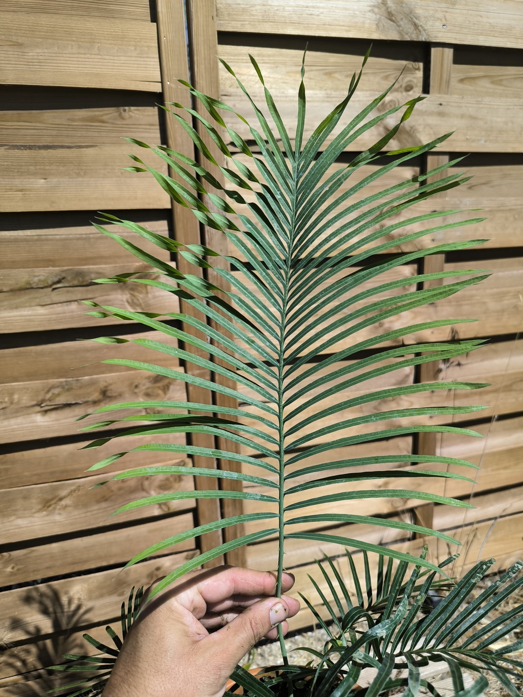 Cycas arnhemica greffé sur C. revoluta – Image 3