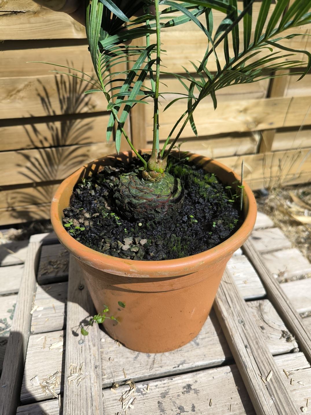 Cycas arnhemica greffé sur C. revoluta – Image 4
