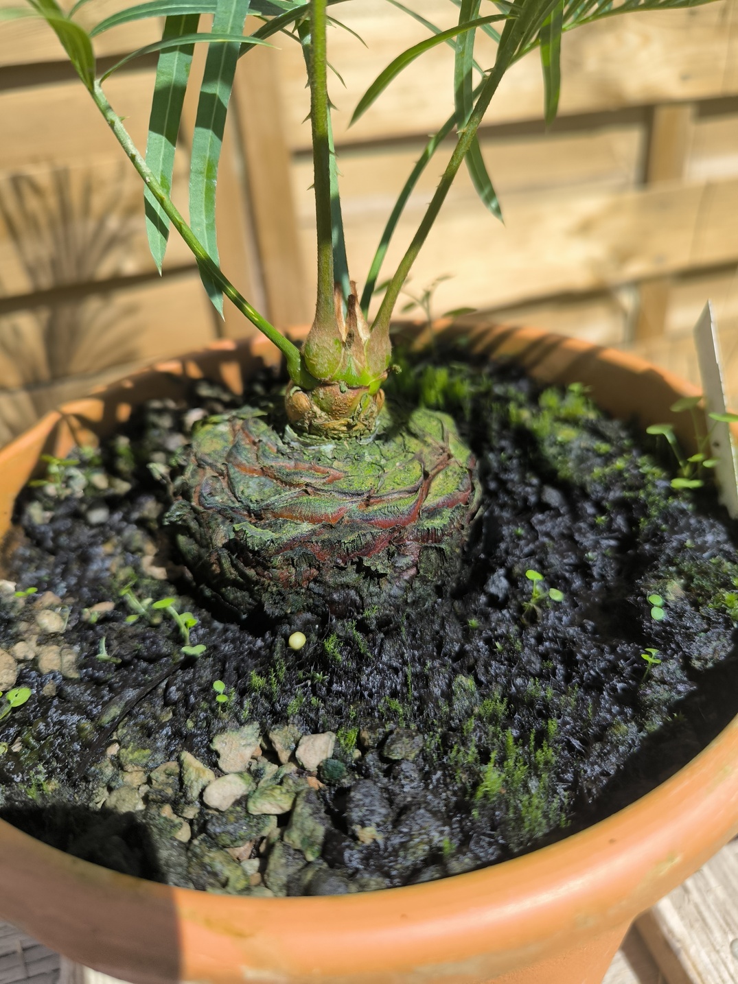 Cycas arnhemica greffé sur C. revoluta – Image 5