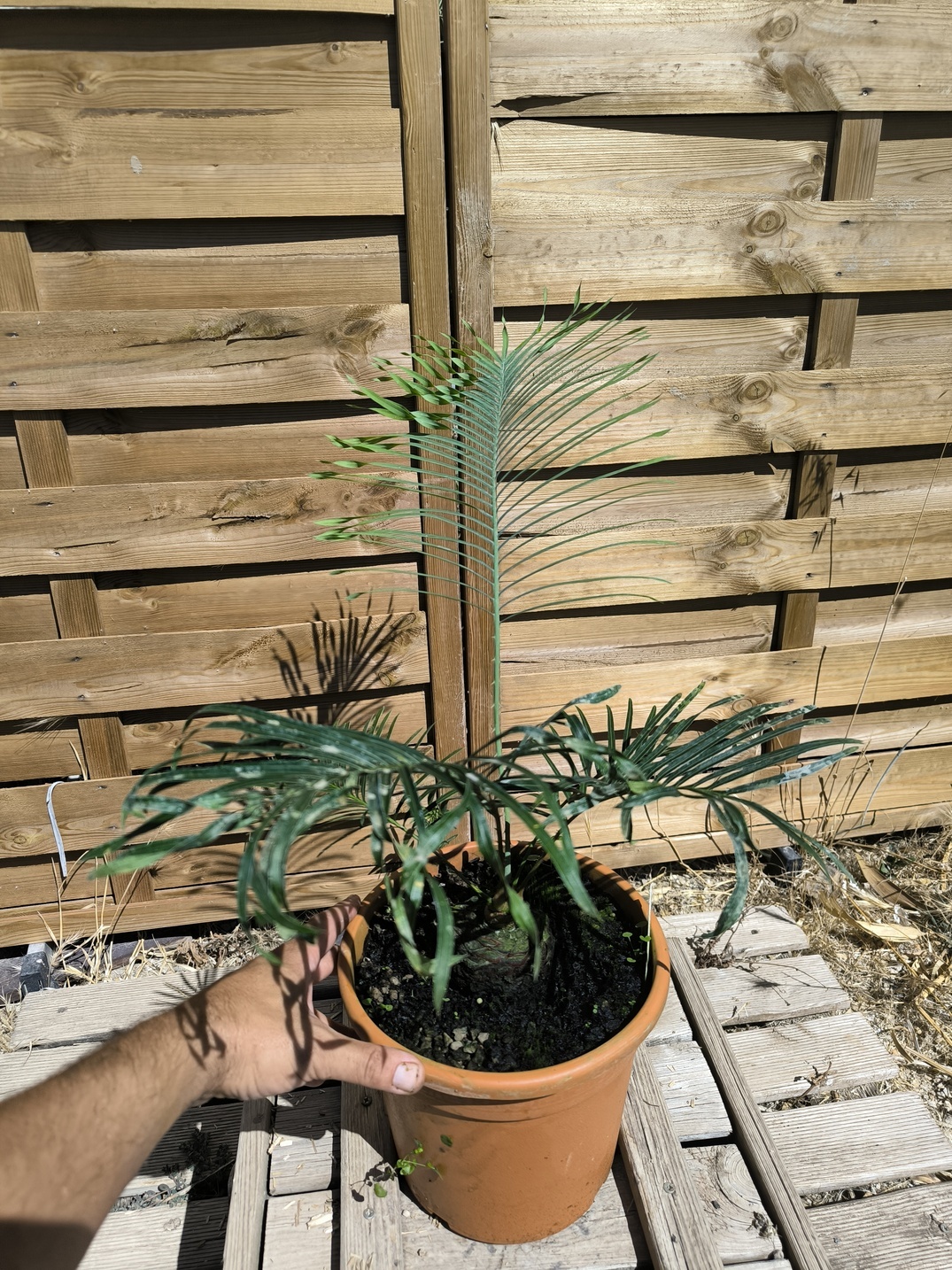 Cycas arnhemica greffé sur C. revoluta – Image 6