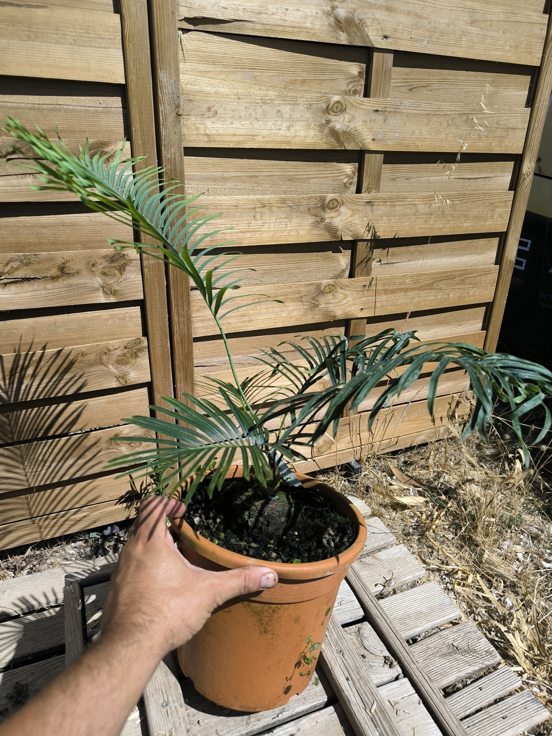 Cycas arnhemica greffé sur C. revoluta – Image 7