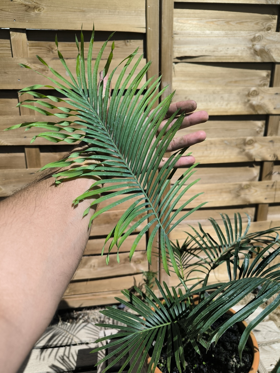 Cycas arnhemica greffé sur C. revoluta – Image 8