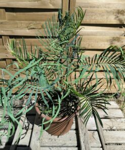 Cycas cairnsiana greffé sur C. revoluta