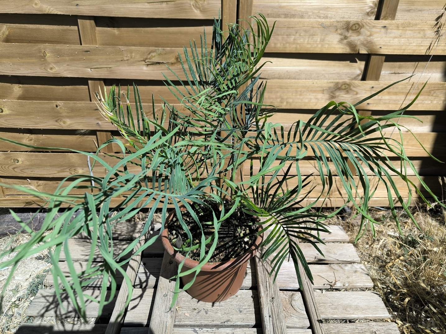 Cycas cairnsiana greffé sur C. revoluta