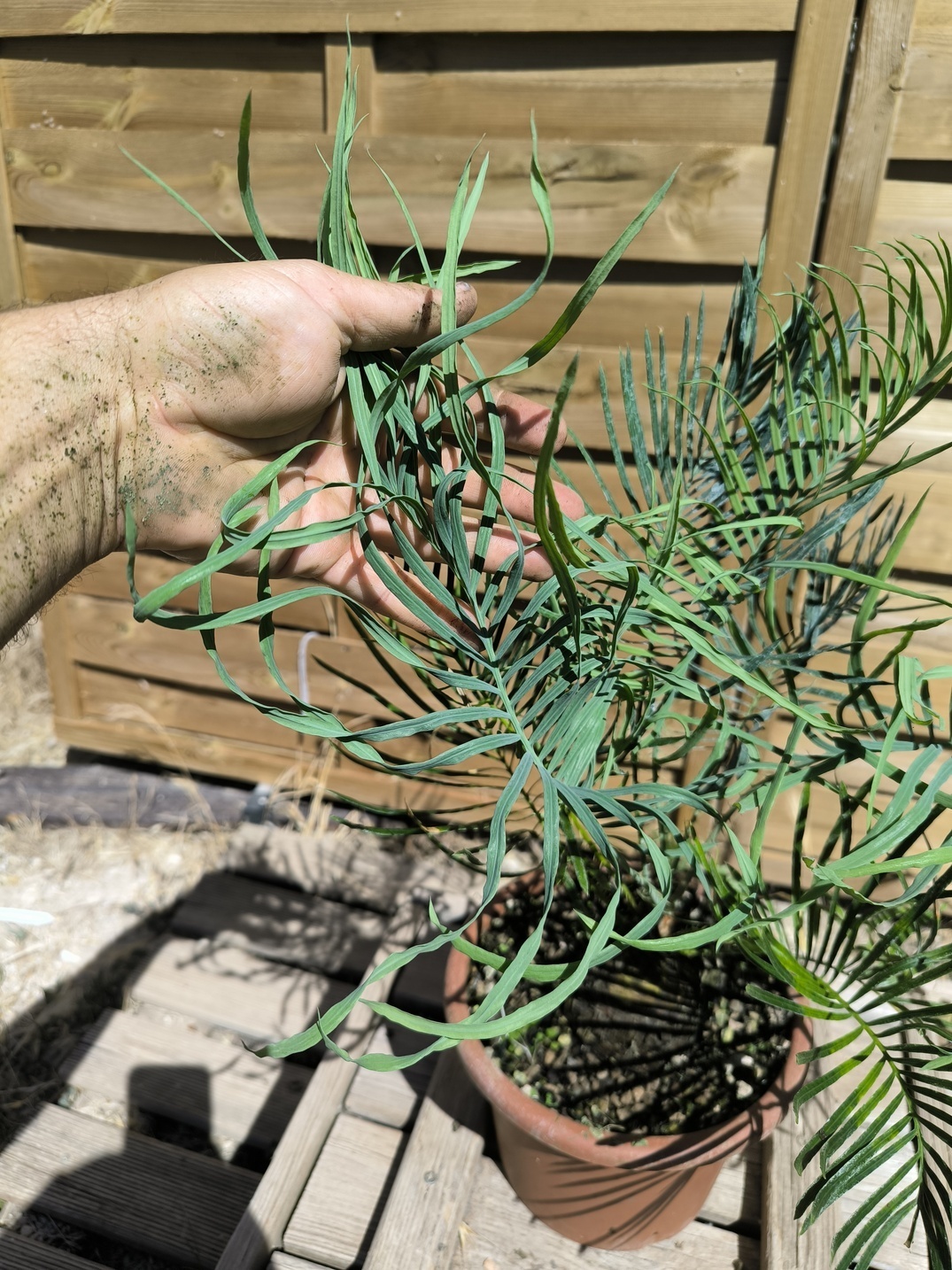 Cycas cairnsiana greffé sur C. revoluta – Image 3
