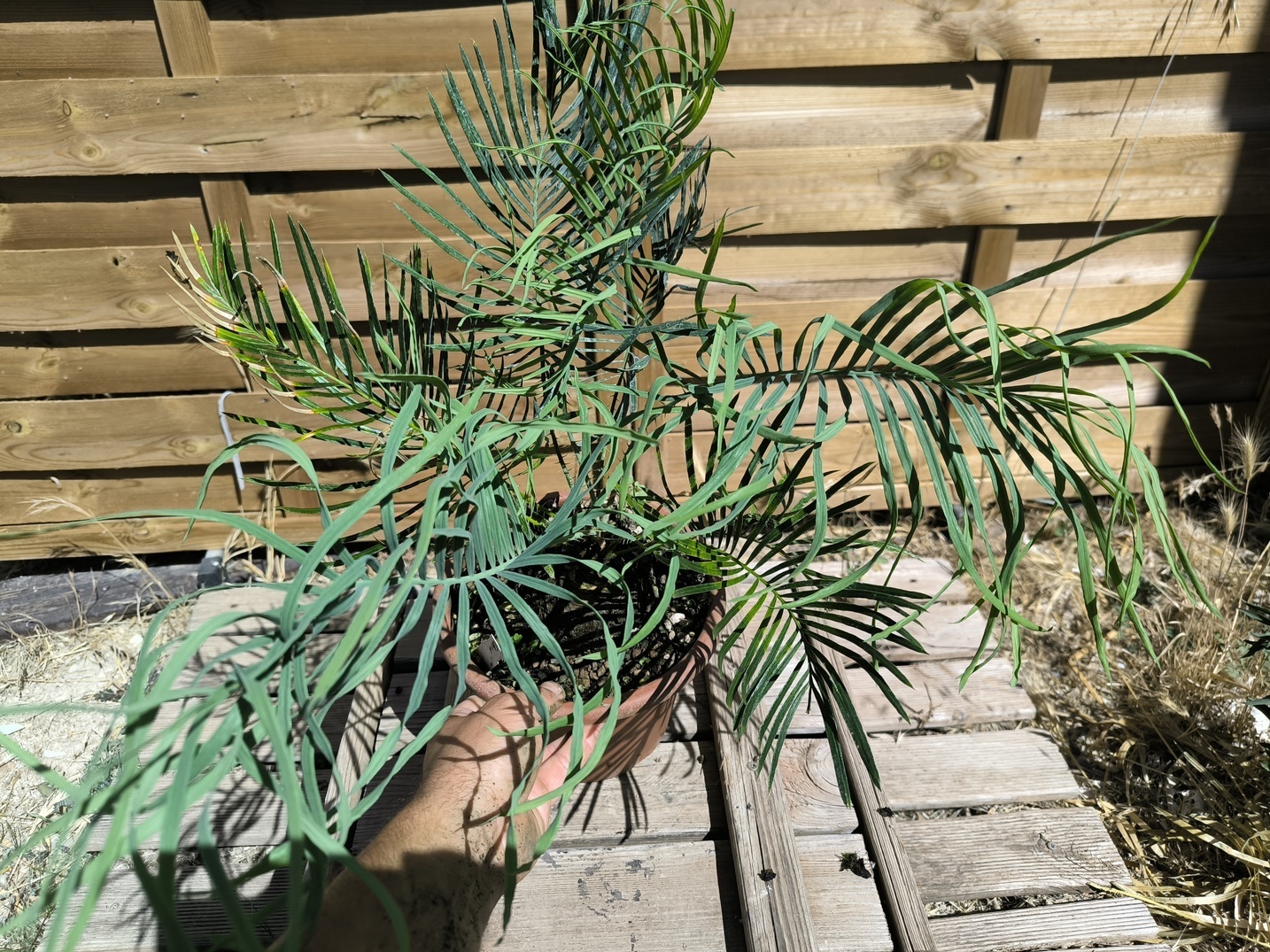 Cycas cairnsiana greffé sur C. revoluta – Image 6