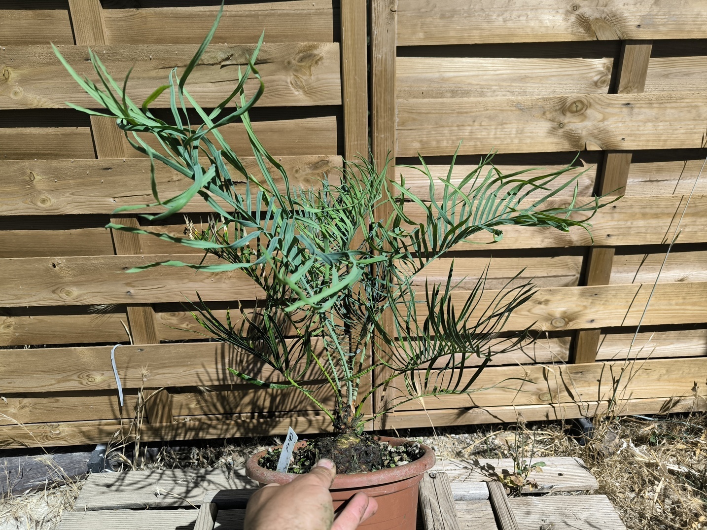 Cycas cairnsiana greffé sur C. revoluta – Image 5