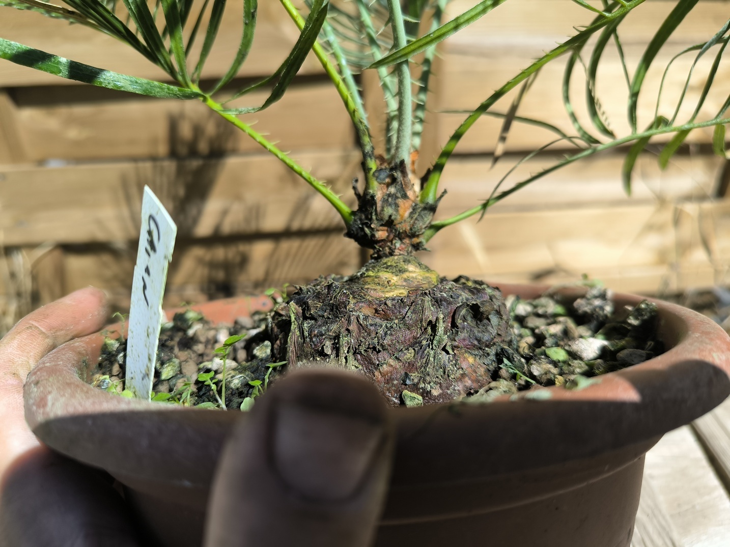 Cycas cairnsiana greffé sur C. revoluta – Image 4