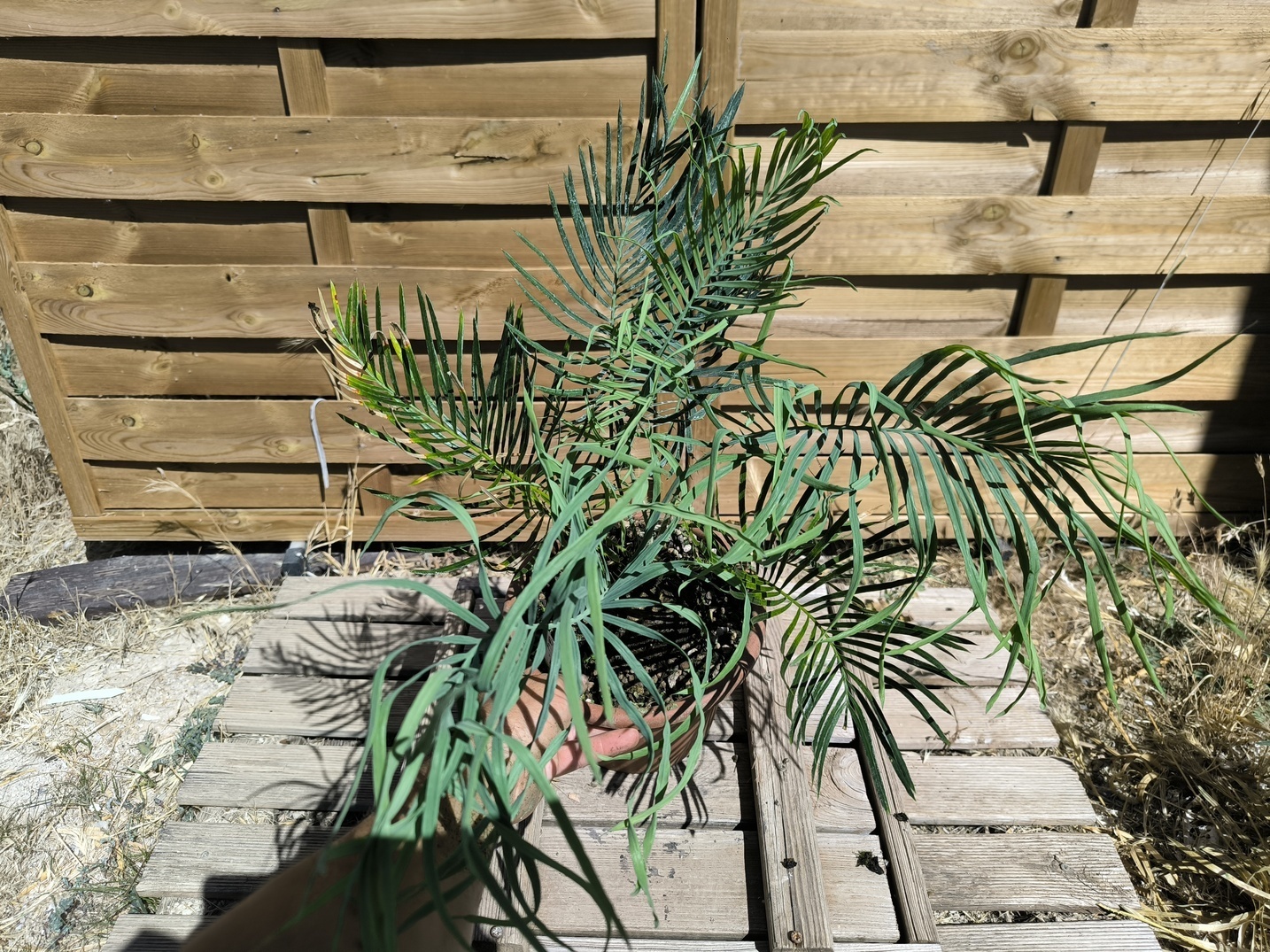 Cycas cairnsiana greffé sur C. revoluta – Image 7