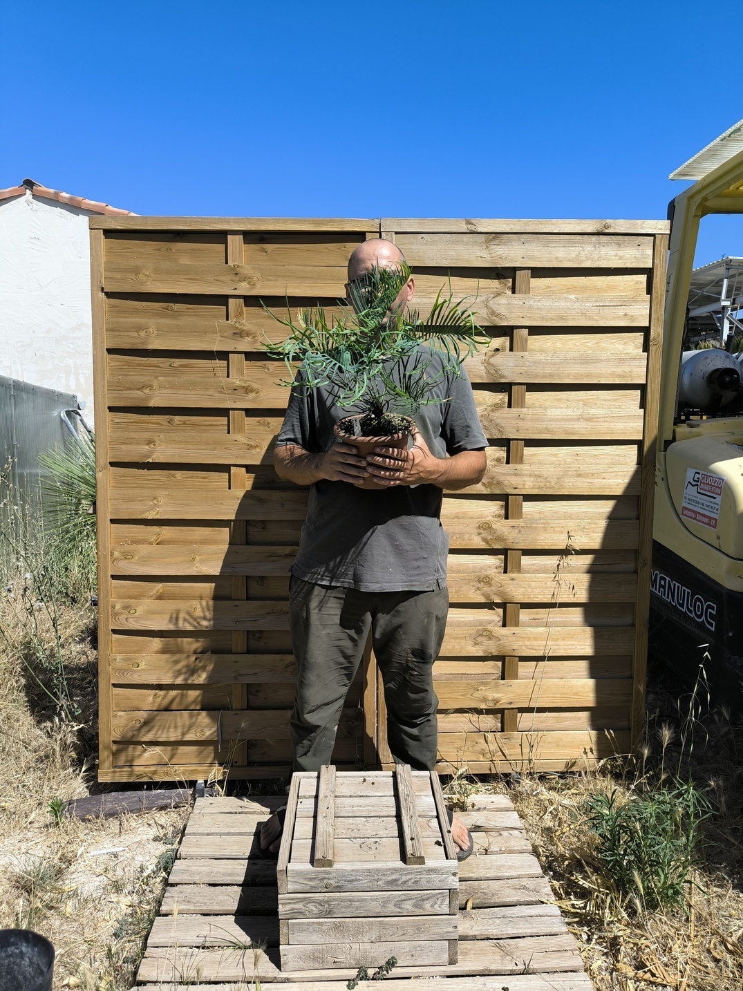 Cycas cairnsiana greffé sur C. revoluta – Image 8