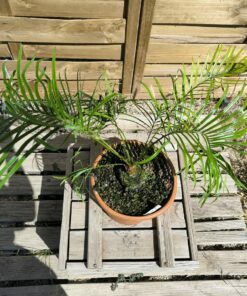 Cycas candida greffé sur C. revoluta