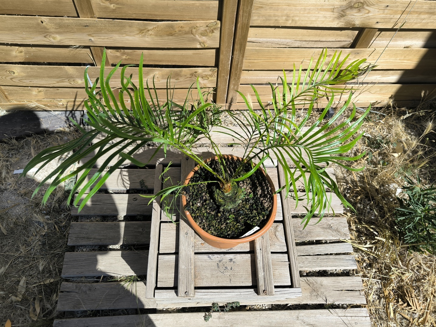 Cycas candida greffé sur C. revoluta
