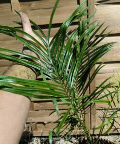 Alternative view of Cycas candida greffé sur C. revoluta