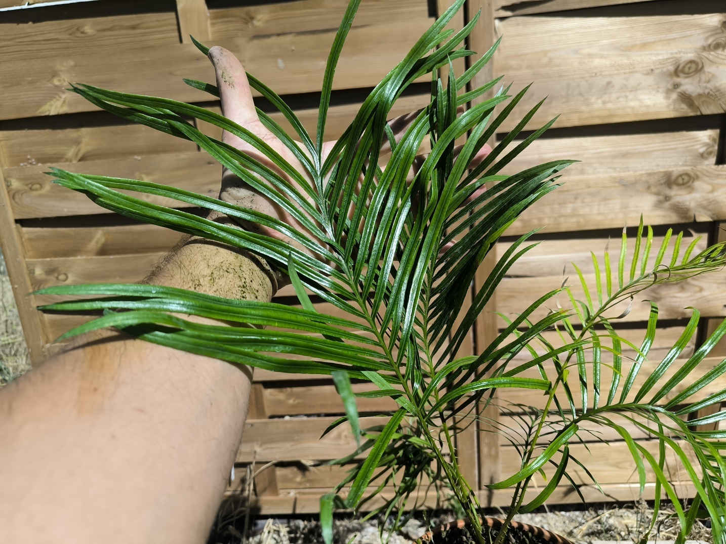 Cycas candida greffé sur C. revoluta – Image 2