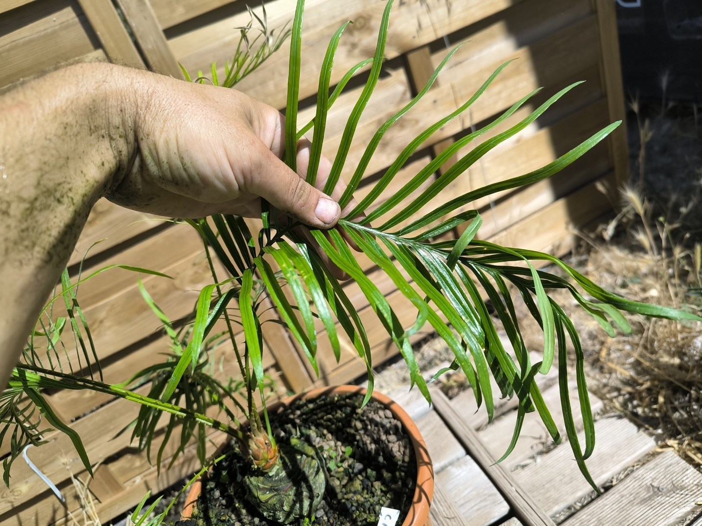 Cycas candida greffé sur C. revoluta – Image 7