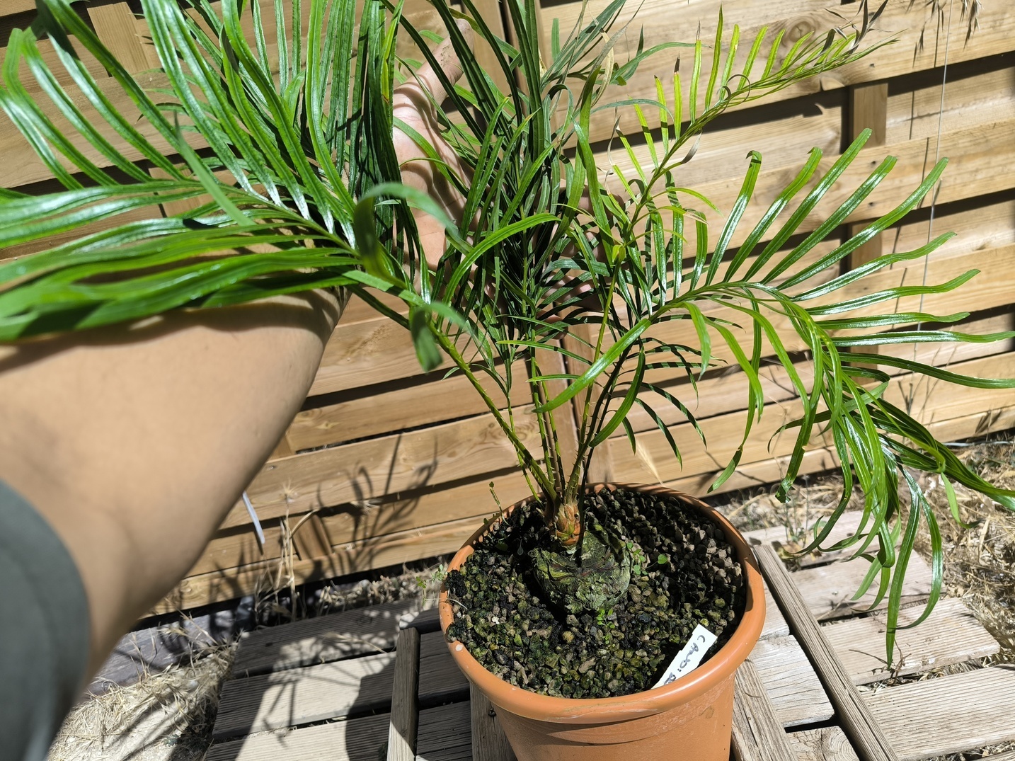 Cycas candida greffé sur C. revoluta – Image 6