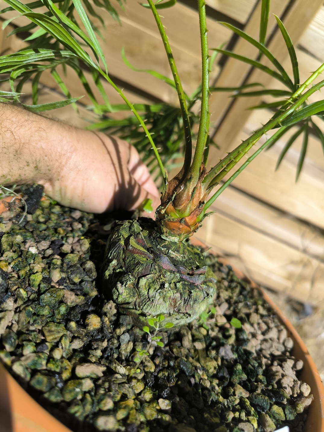 Cycas candida greffé sur C. revoluta – Image 5