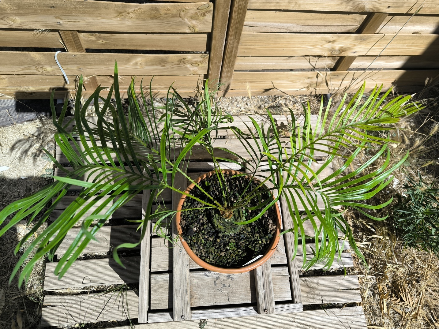 Cycas candida greffé sur C. revoluta – Image 4