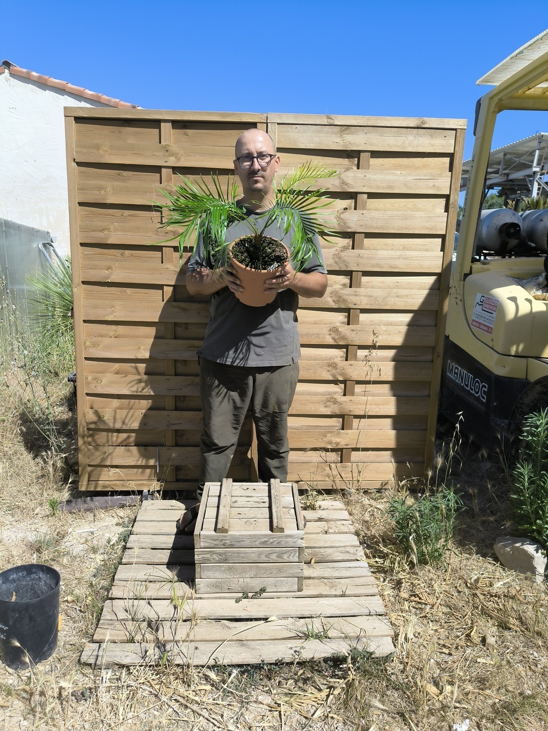 Cycas candida greffé sur C. revoluta – Image 3
