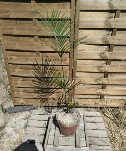 Cycas taiwaniana (syn. hainanensis)