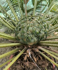 Alternative view of Cycas taiwaniana (syn. hainanensis)