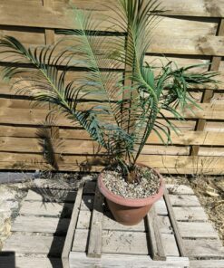 Cycas panzhihuaensis 7cm caudex