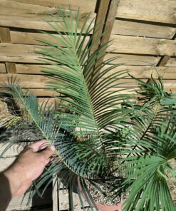 Alternative view of Cycas panzhihuaensis 7cm caudex