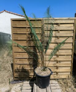 Cycas panzhihuaensis x diannanensis