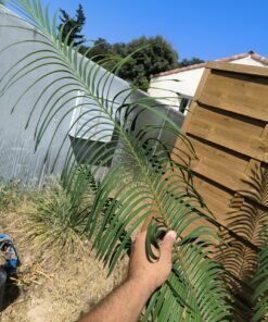 Alternative view of Cycas panzhihuaensis x diannanensis