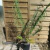 Cycas panzhihuaensis x multifrondis hybride 7cm caudex