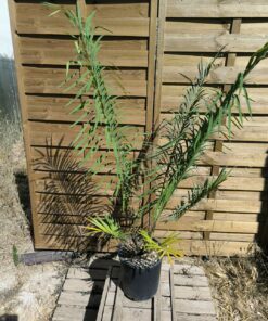 Cycas panzhihuaensis x multifrondis hybride 7cm caudex