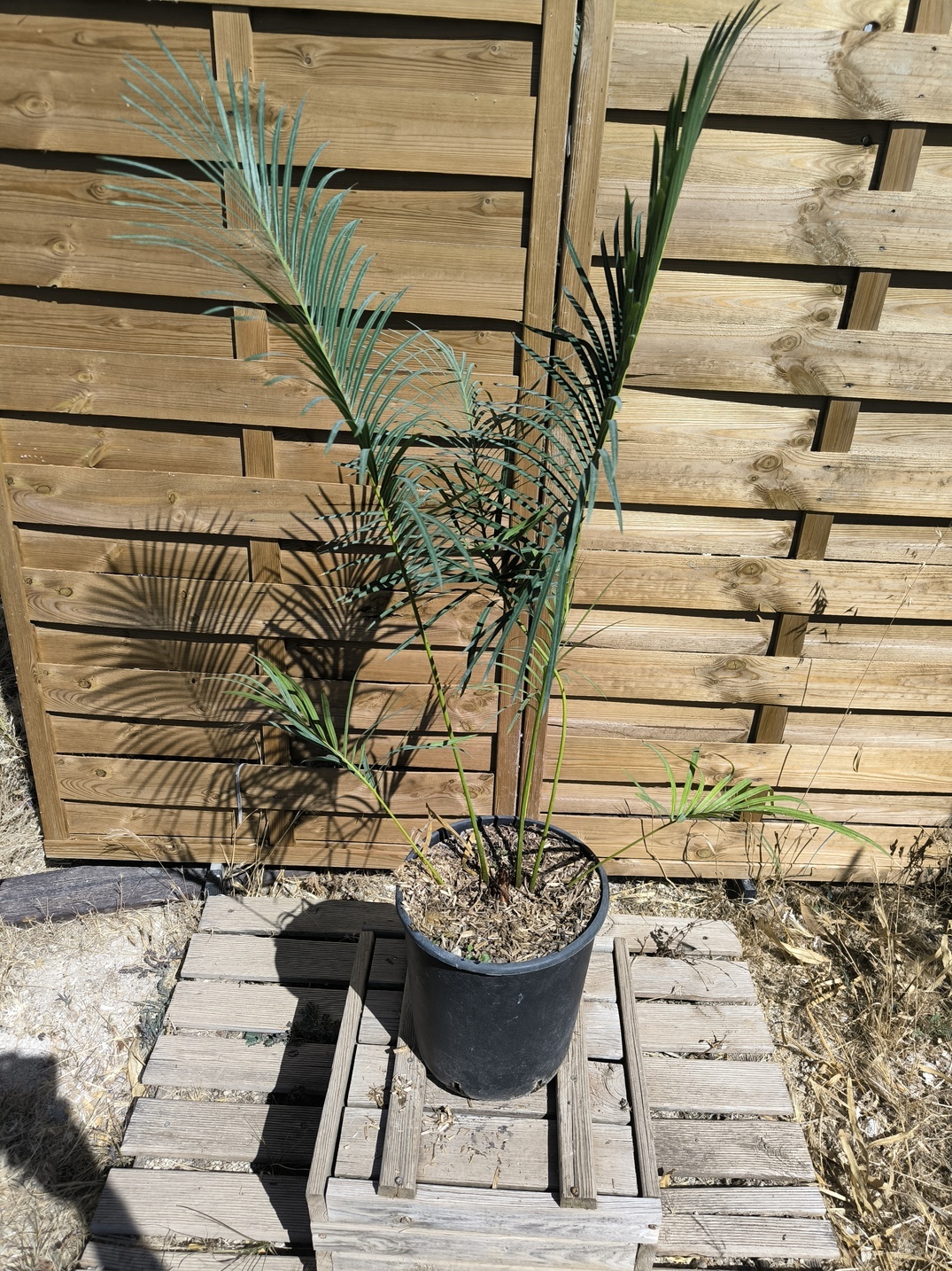 Cycas panzhihuaensis x revoluta 6-7cm caudex