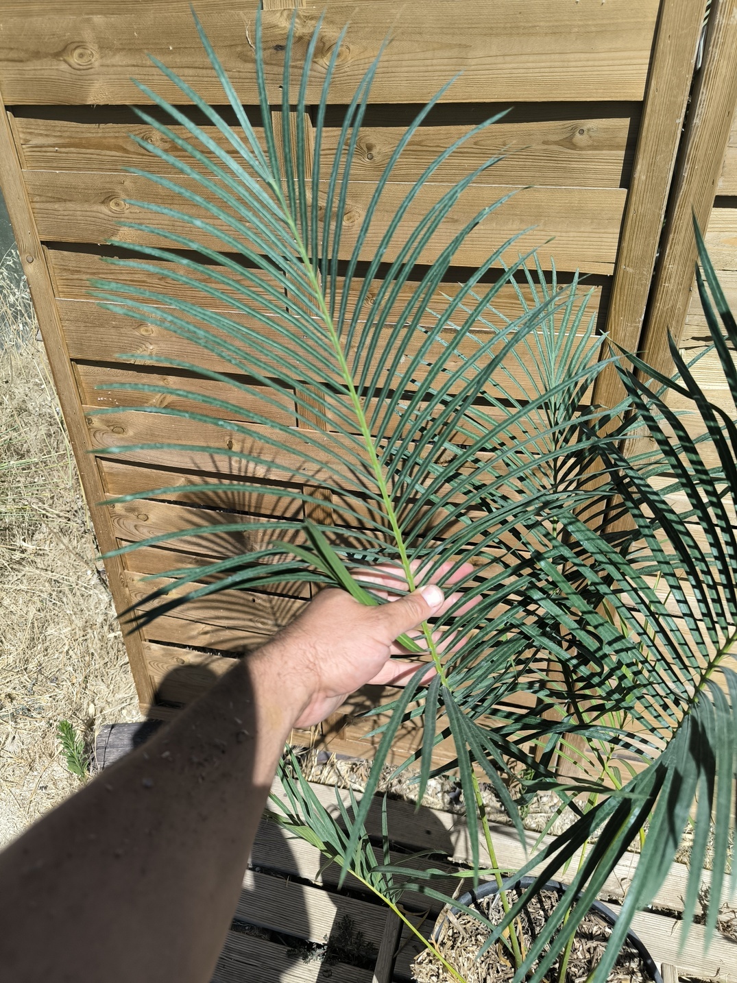 Cycas panzhihuaensis x revoluta 6-7cm caudex – Image 2