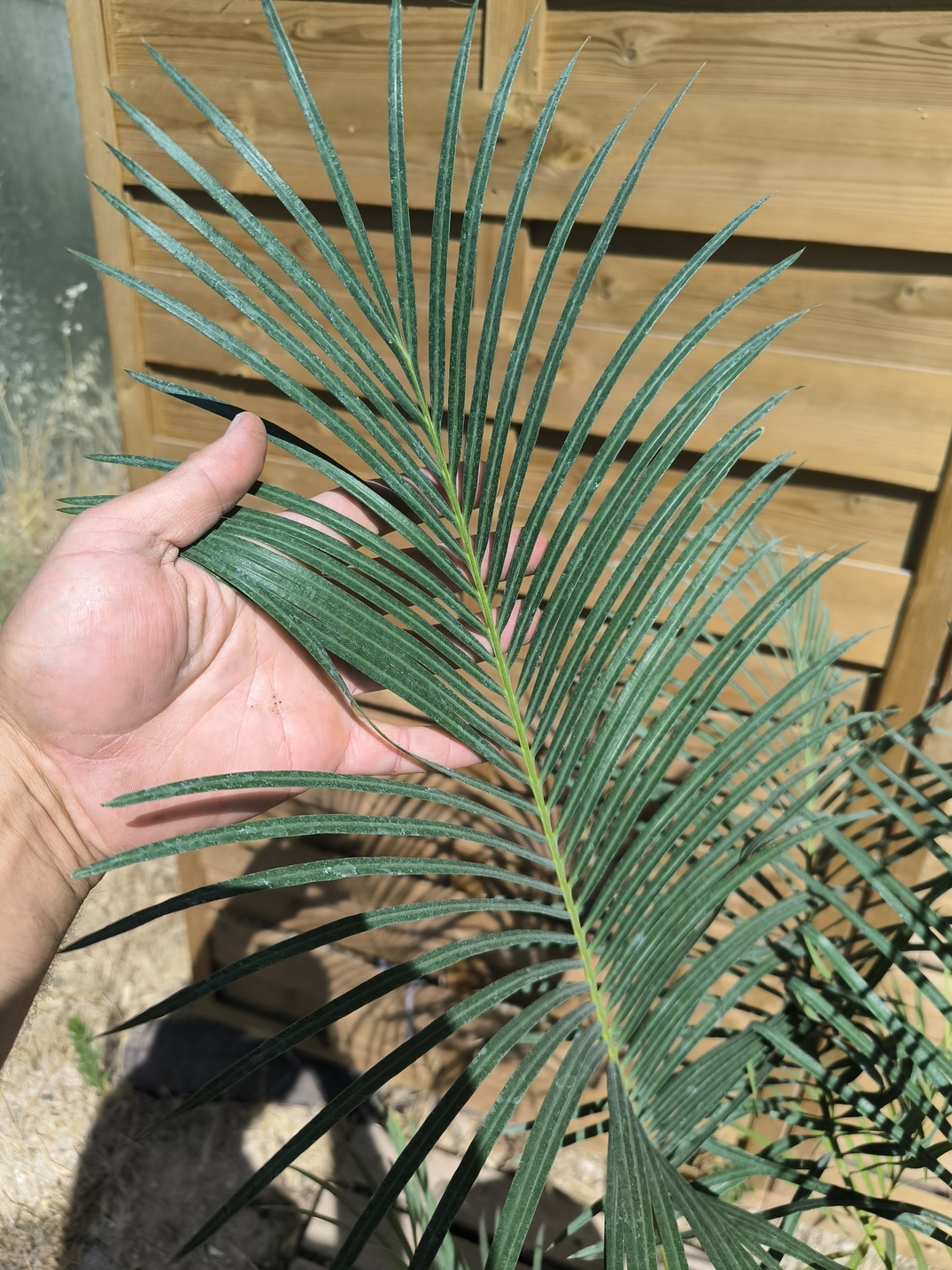 Cycas panzhihuaensis x revoluta 6-7cm caudex – Image 5