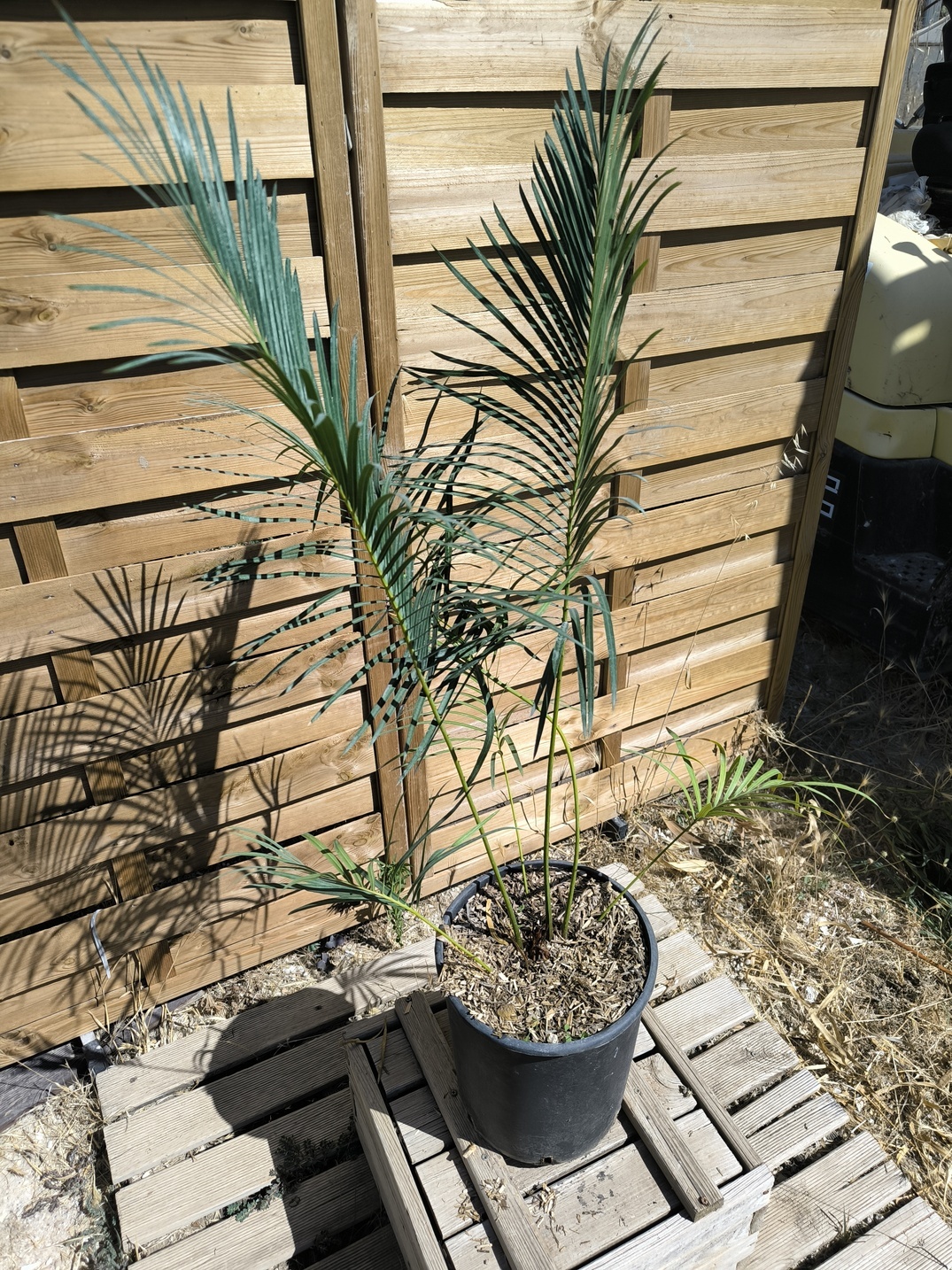 Cycas panzhihuaensis x revoluta 6-7cm caudex – Image 4