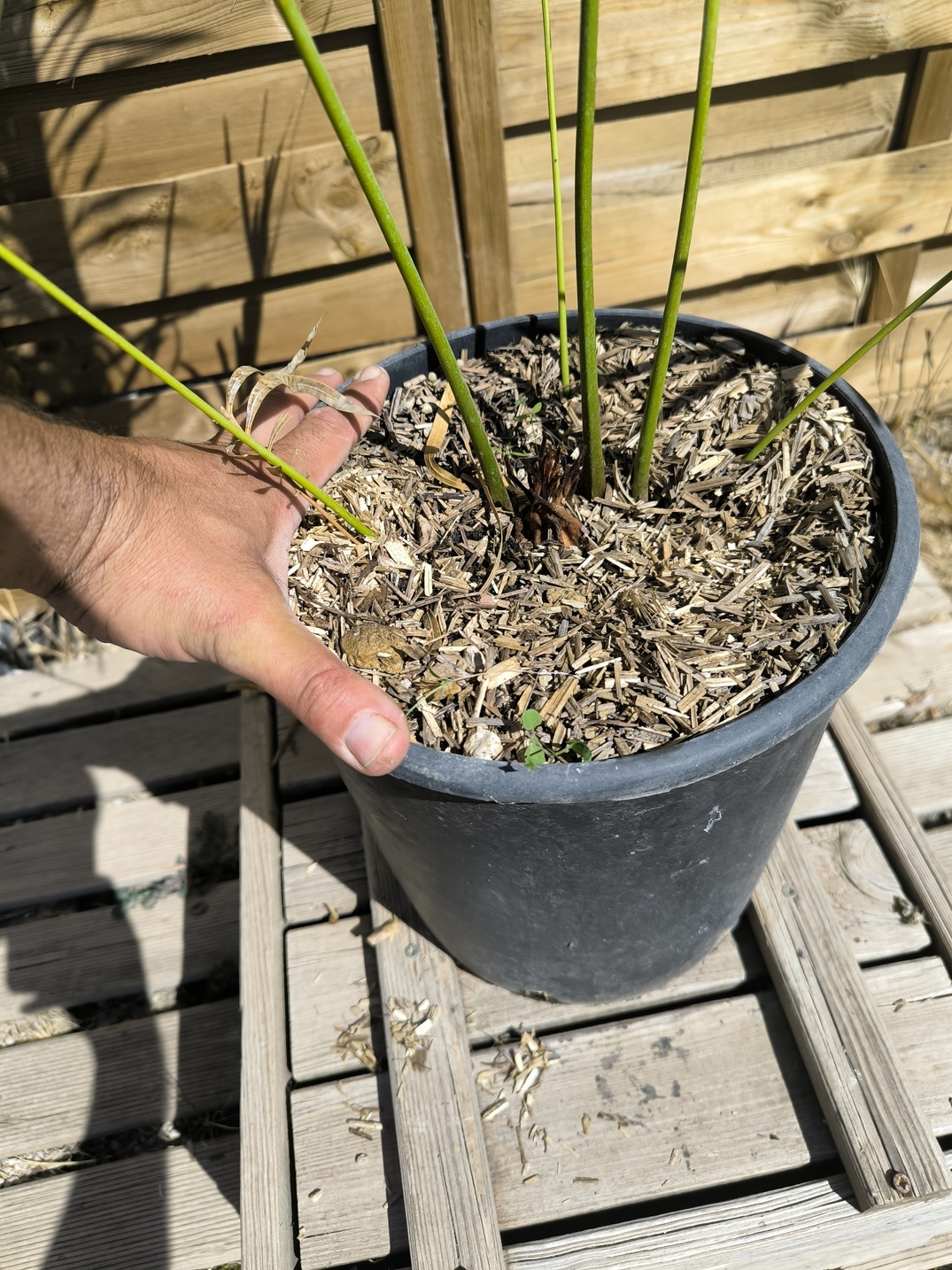 Cycas panzhihuaensis x revoluta 6-7cm caudex – Image 3