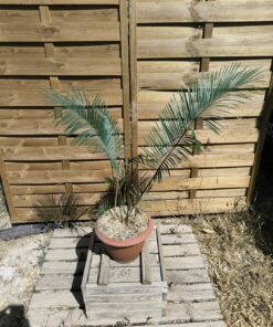 Cycas panzhihuaensis x taitungensis 5-6cm caudex
