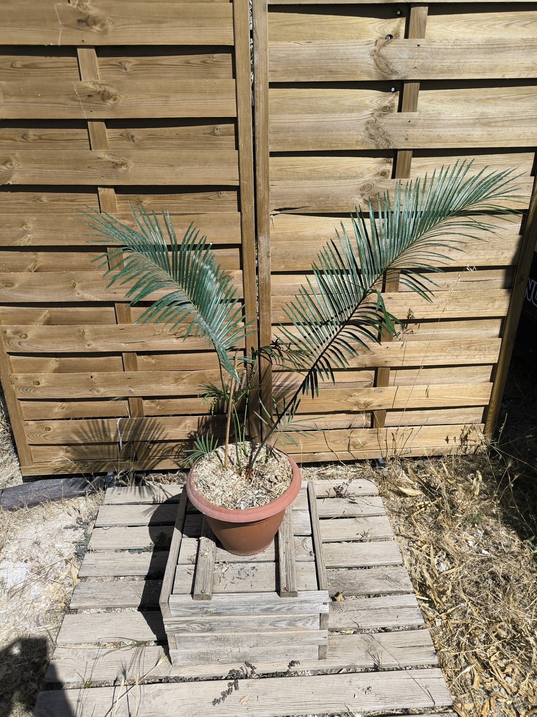 Cycas panzhihuaensis x taitungensis hybrid 5-6cm caudex
