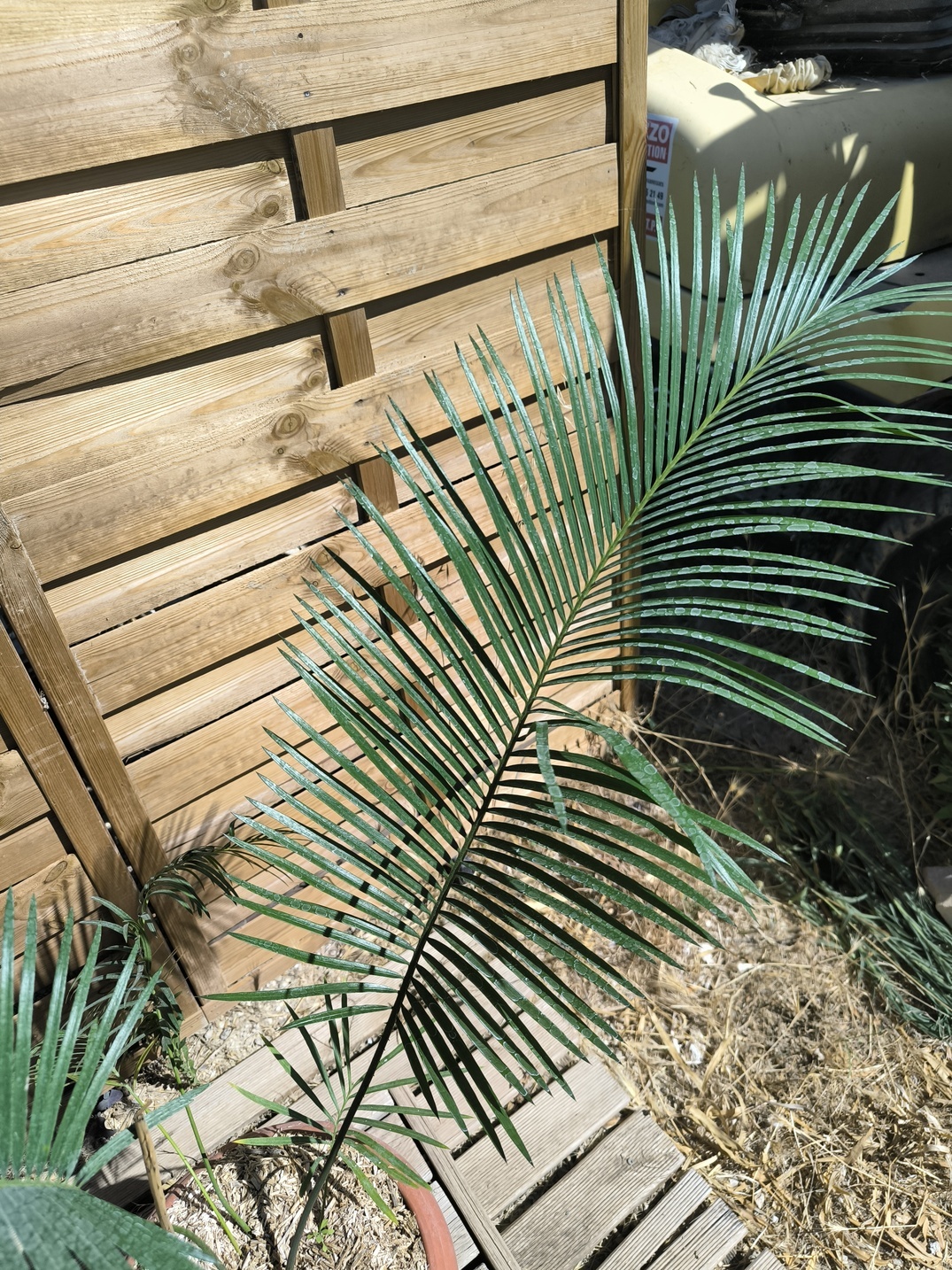 Cycas panzhihuaensis x taitungensis hybrid 5-6cm caudex - Image 3