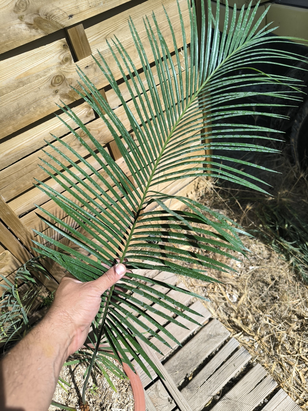 Cycas panzhihuaensis x taitungensis hybrid 5-6cm caudex - Image 7
