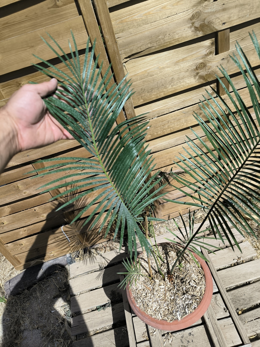 Cycas panzhihuaensis x taitungensis hybrid 5-6cm caudex - Image 6