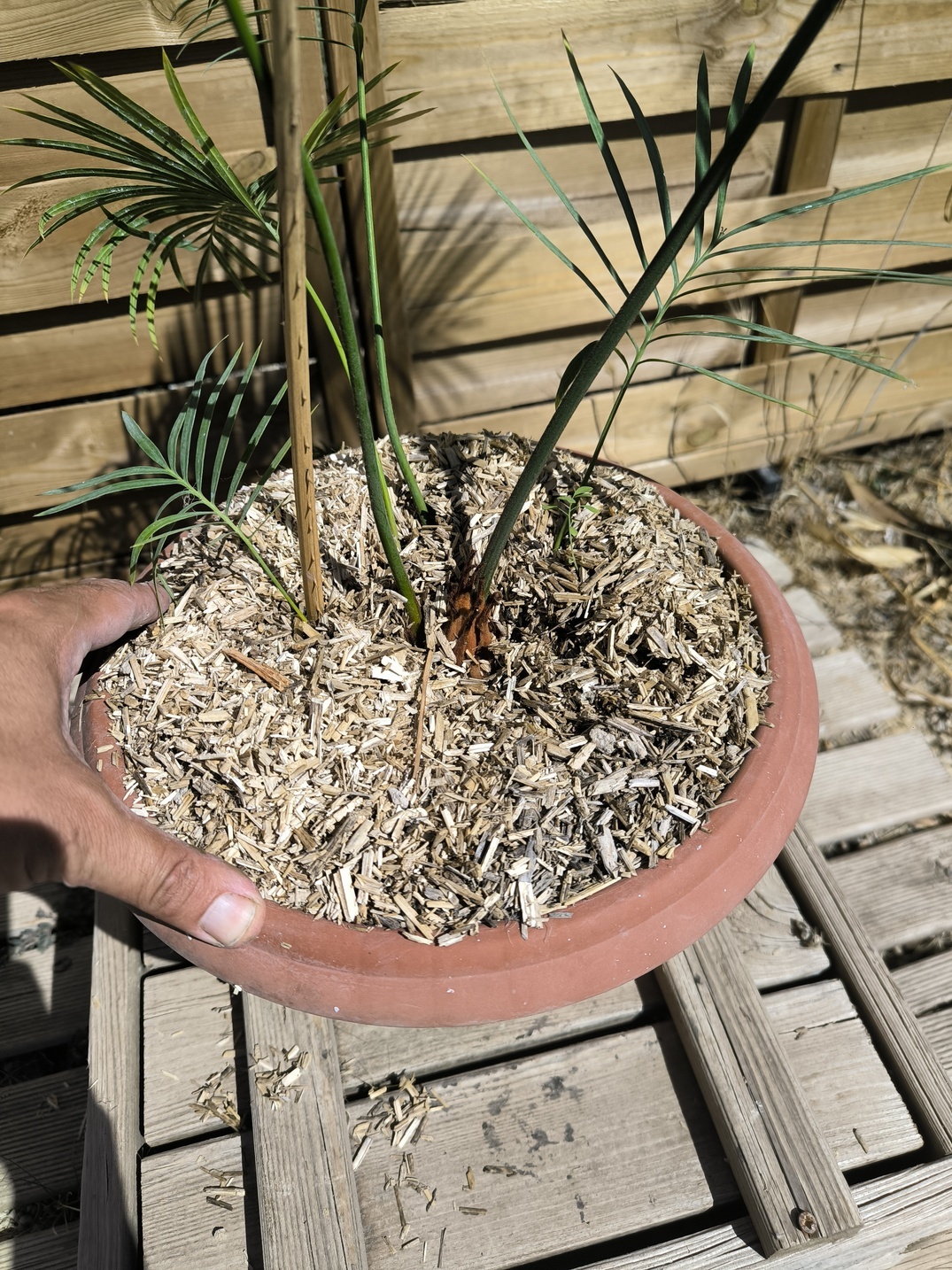 Cycas panzhihuaensis x taitungensis hybrid 5-6cm caudex - Image 5