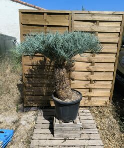 Cycas platyphylla 50cm caudex