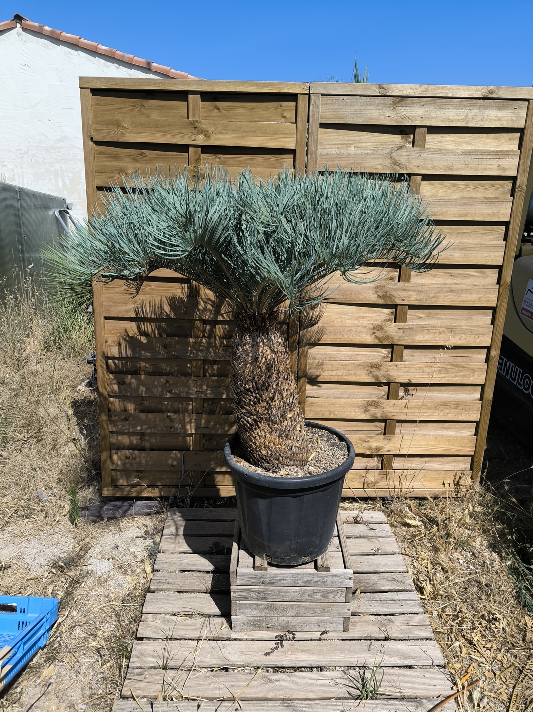 Cycas platyphylla 50cm caudex