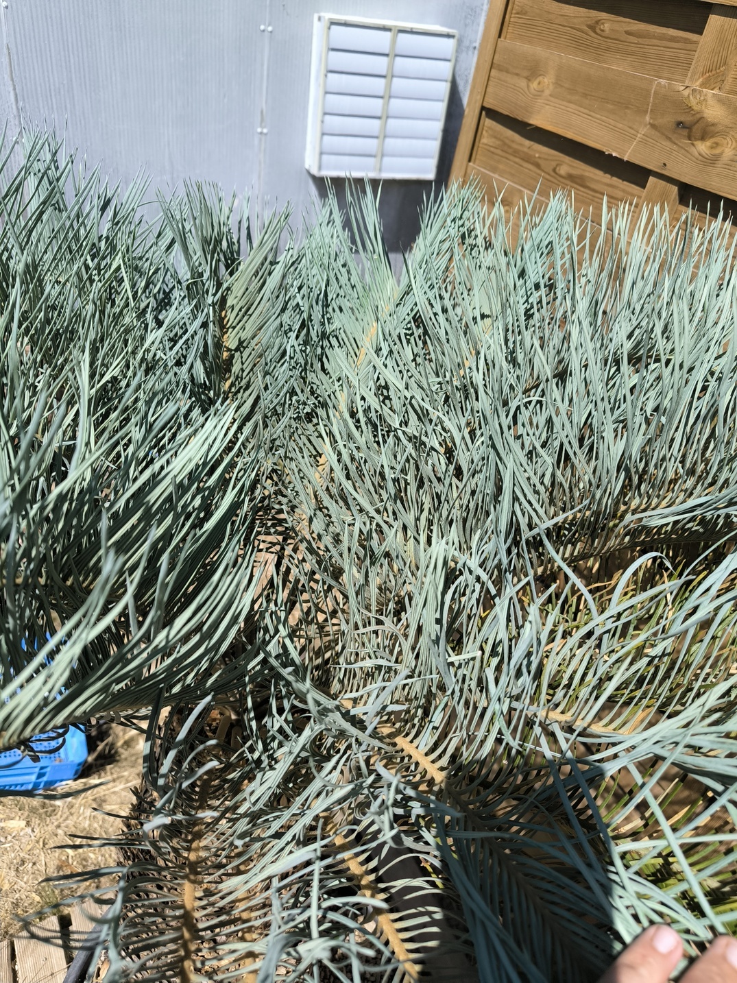 Cycas platyphylla 50cm caudex – Image 8