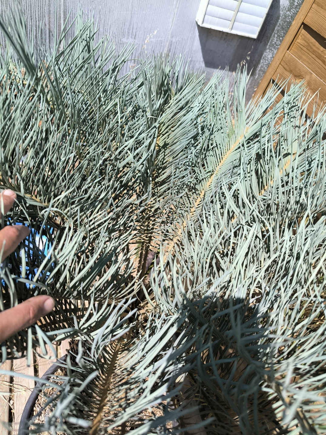 Cycas platyphylla 50cm caudex – Image 7